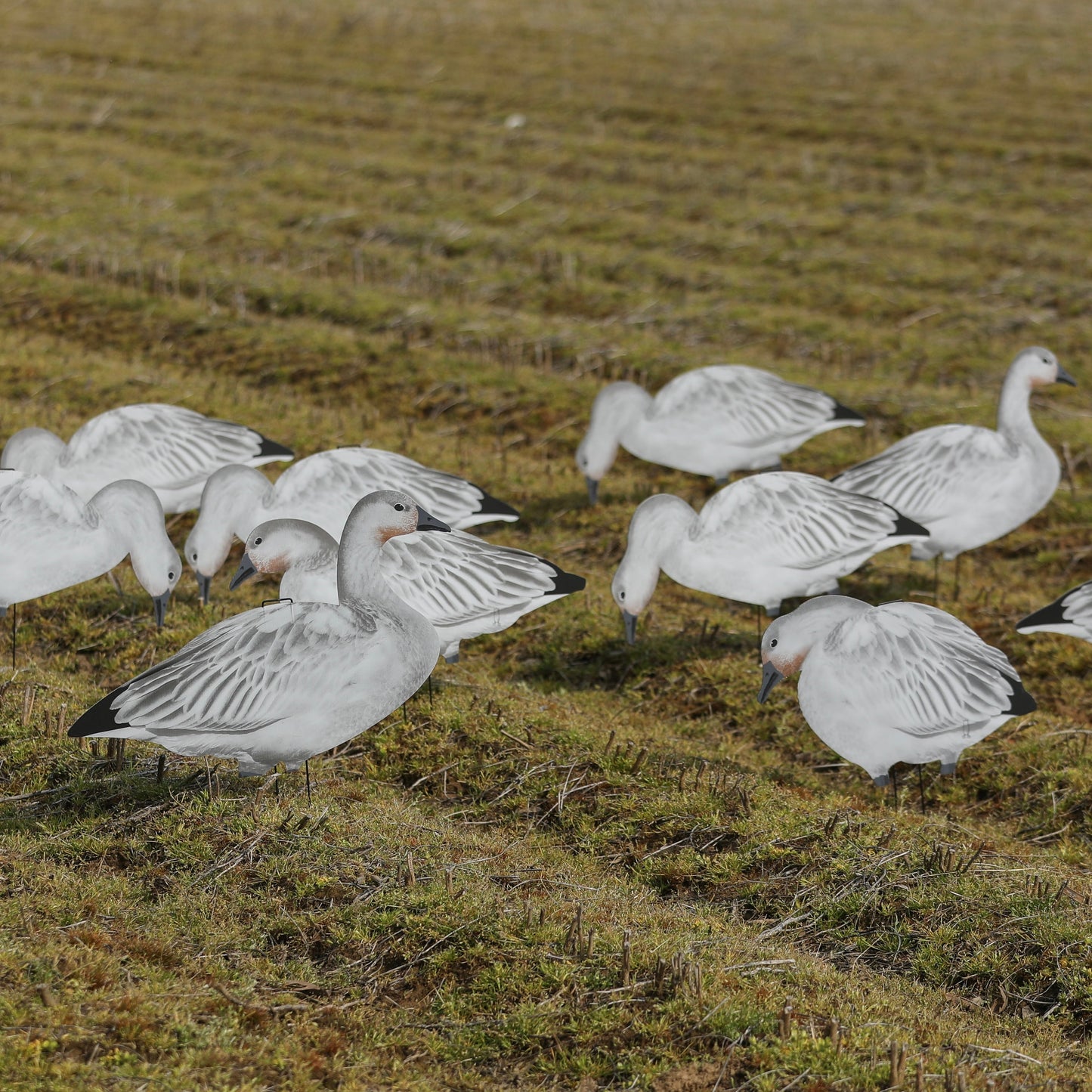 V2 Juvie Goose Silhouettes