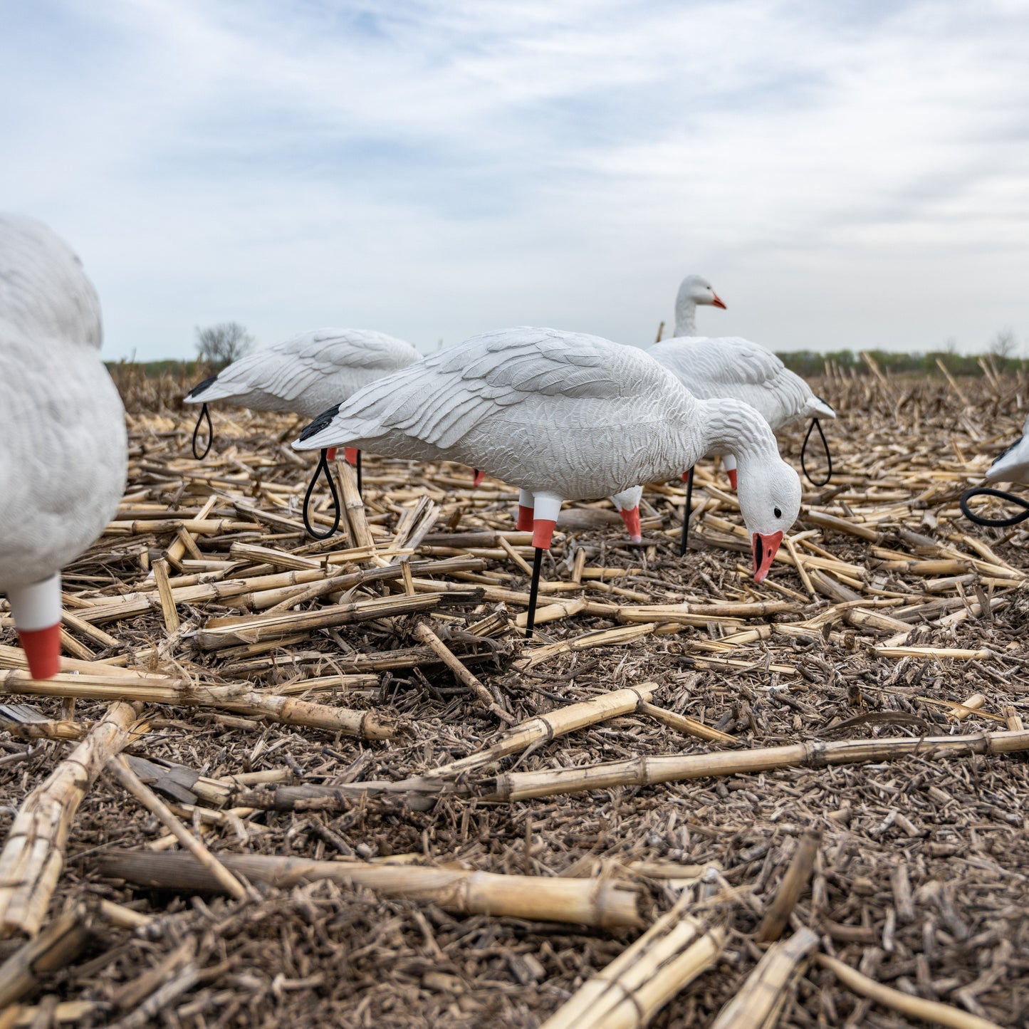 FB Snow Goose Full Bodies