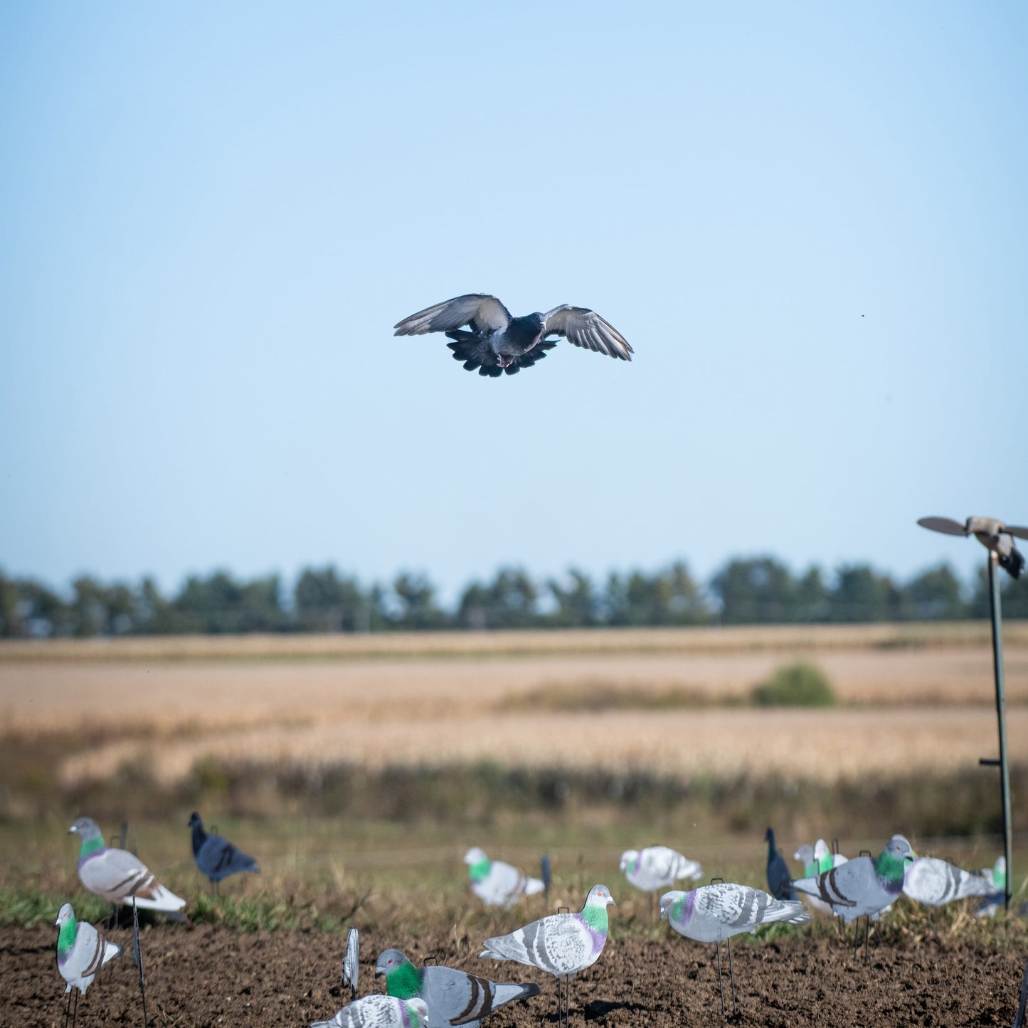 G1 Pigeon Silhouettes