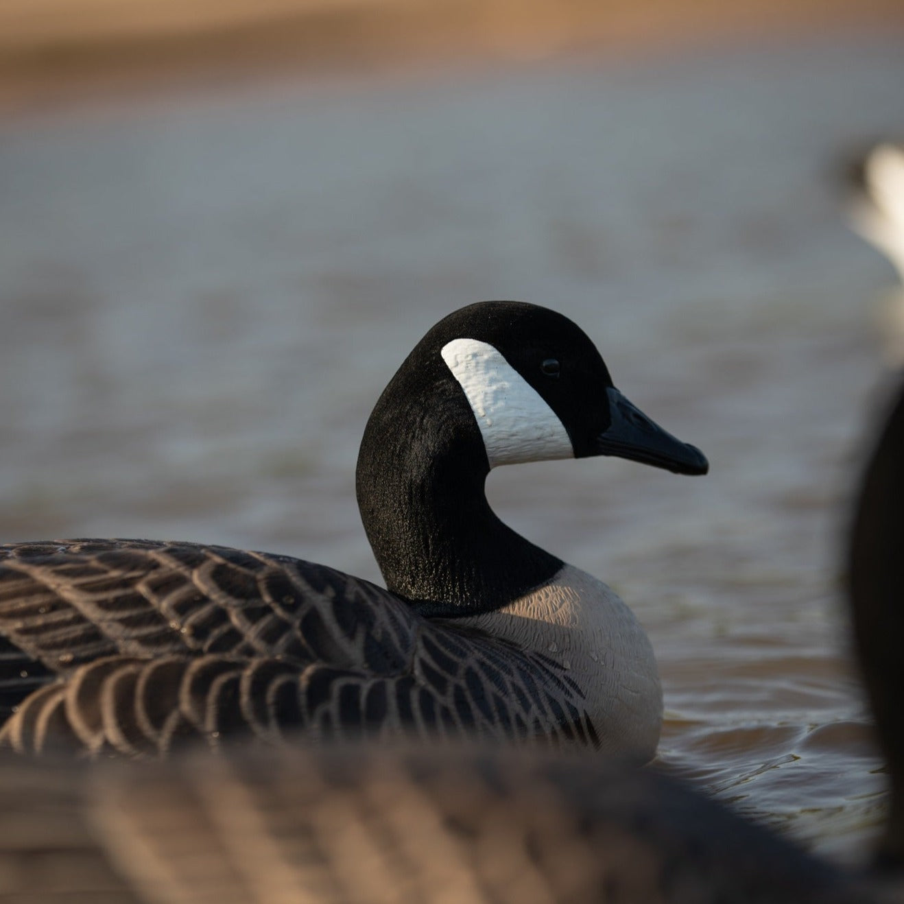 F1 Flocked Canada Floaters