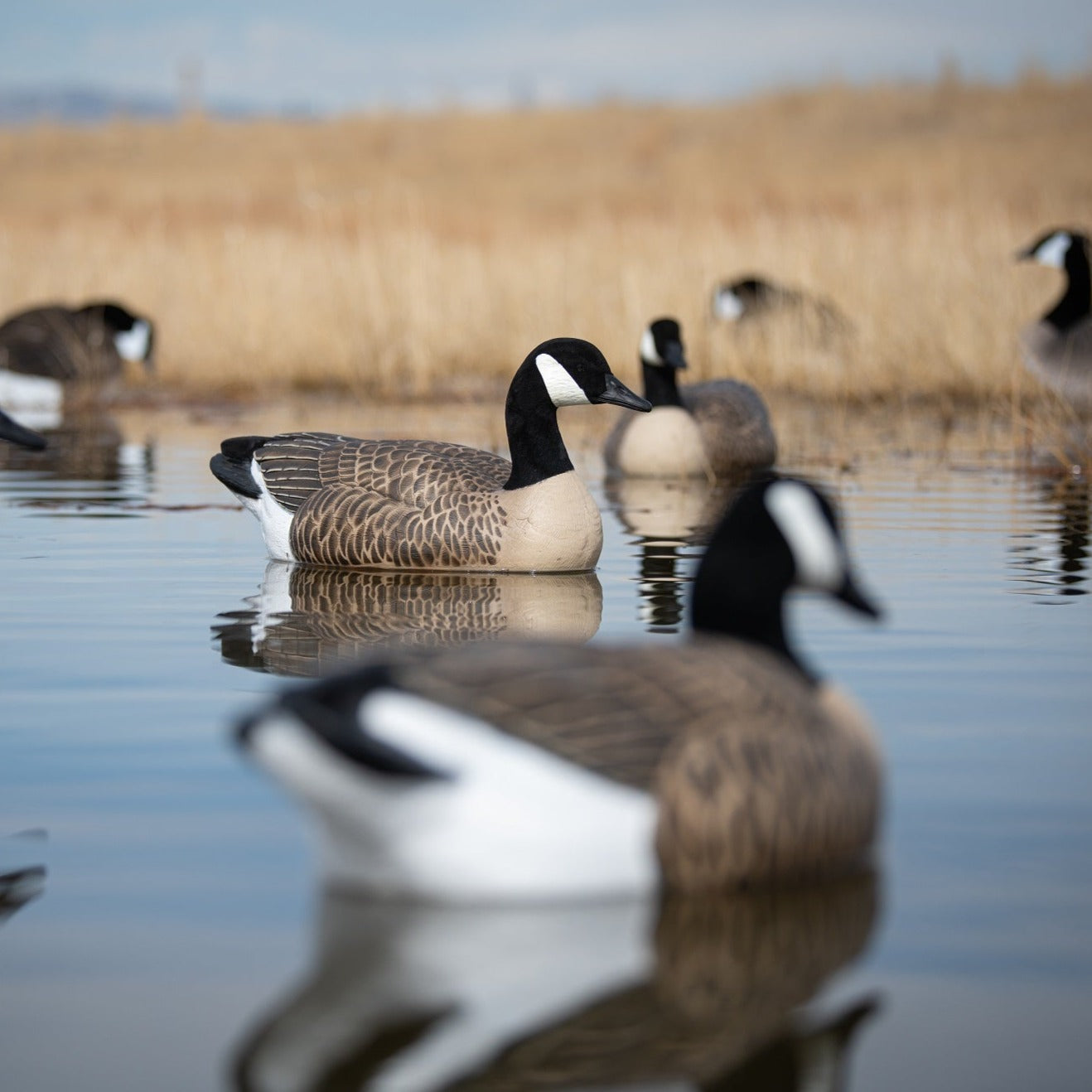 F1 Flocked Canada Floaters