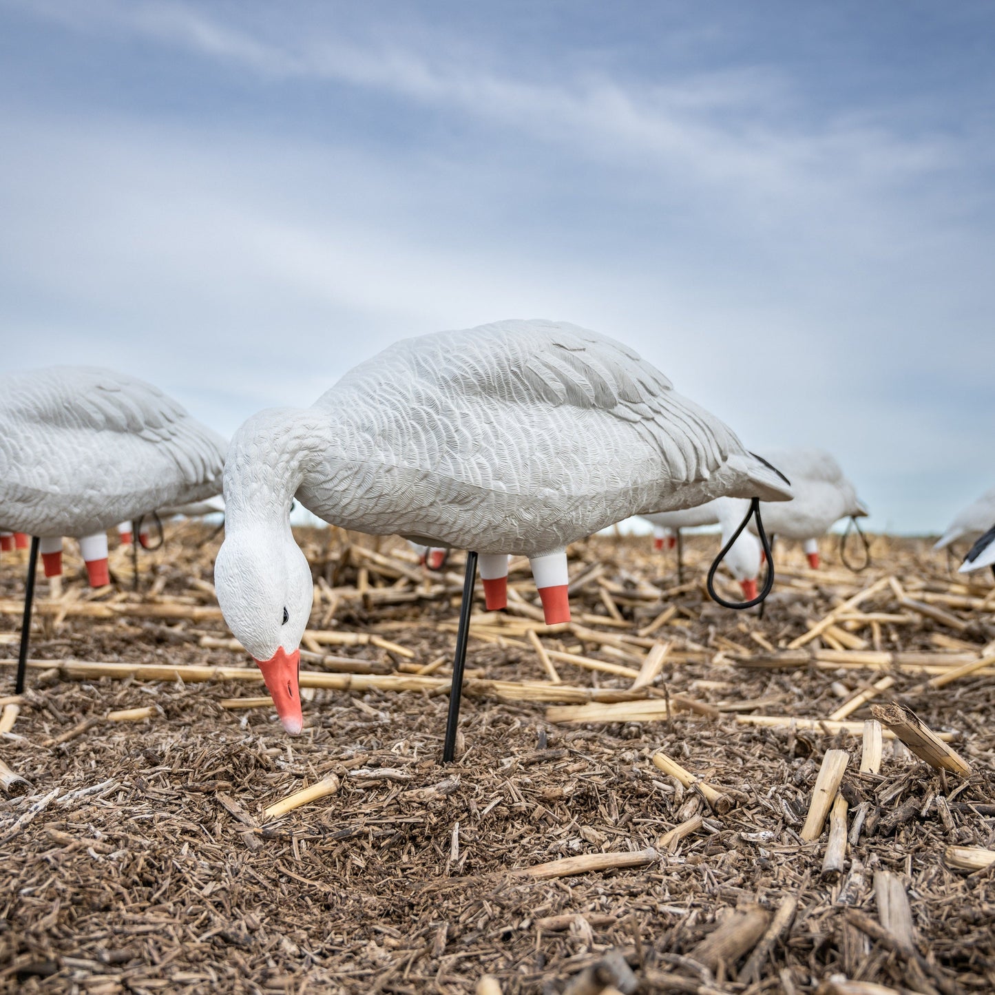 FB Snow Goose Full Bodies