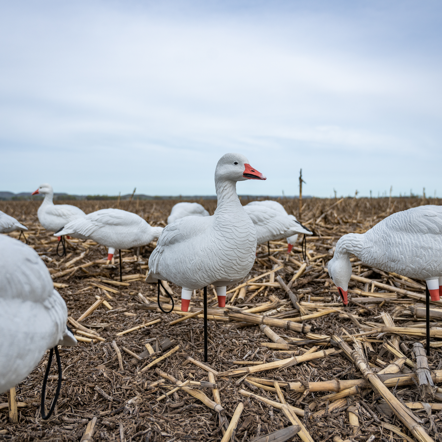 FB Snow Goose Full Bodies