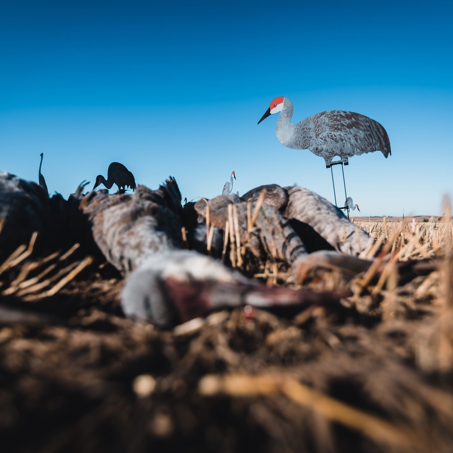 C2 Sandhill Crane Silhouettes