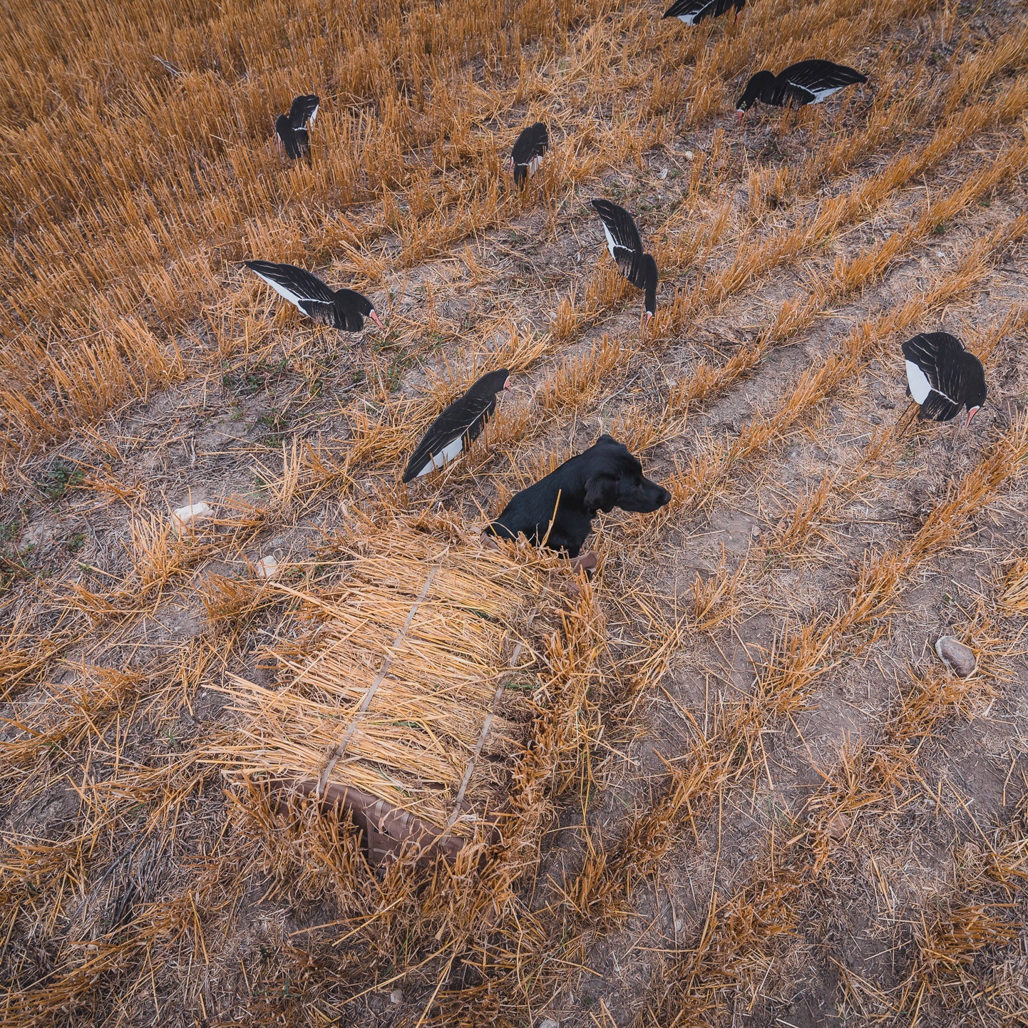 Field Dog Blind