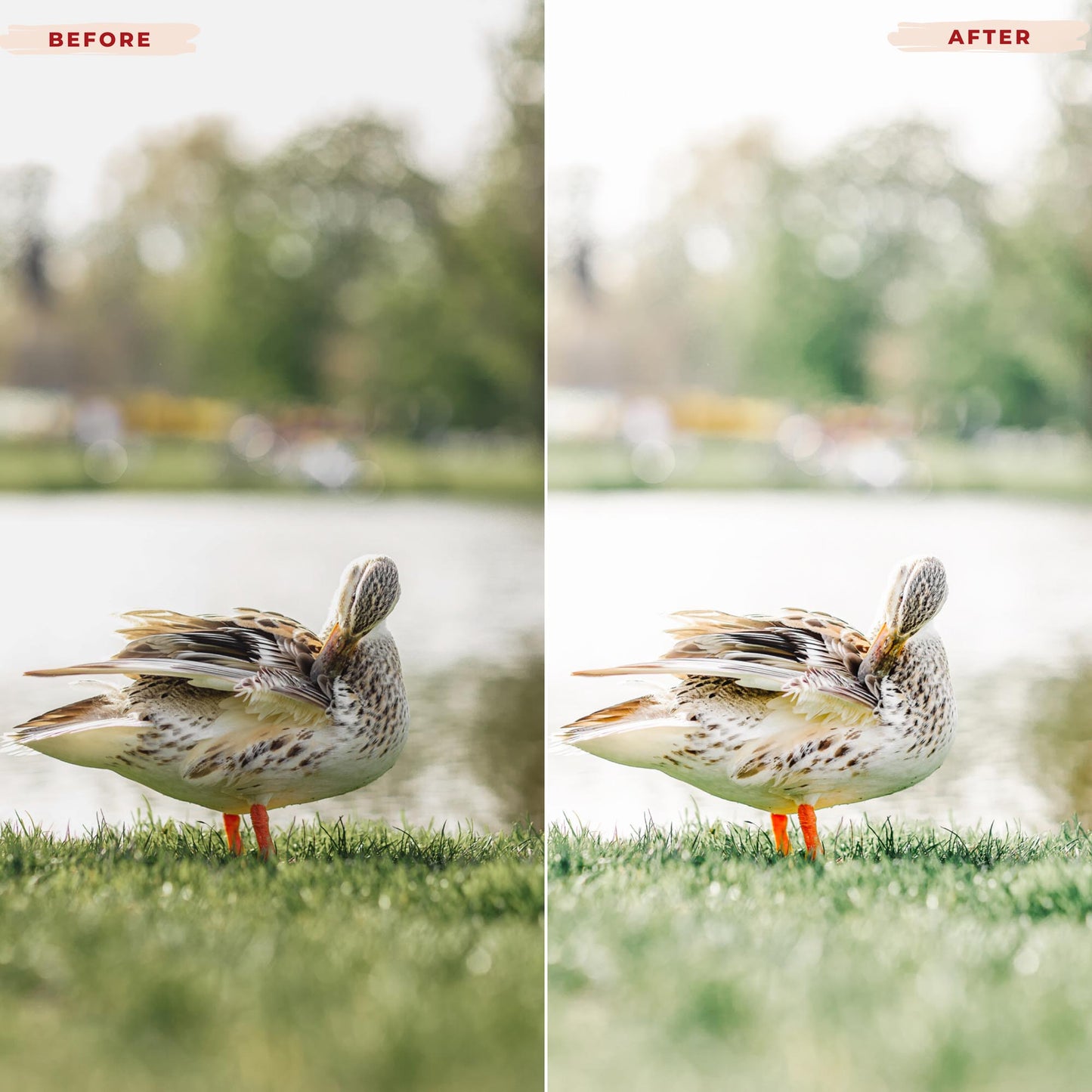 Ai-Optimized AIRY GREEN LIGHTROOM PRESETS