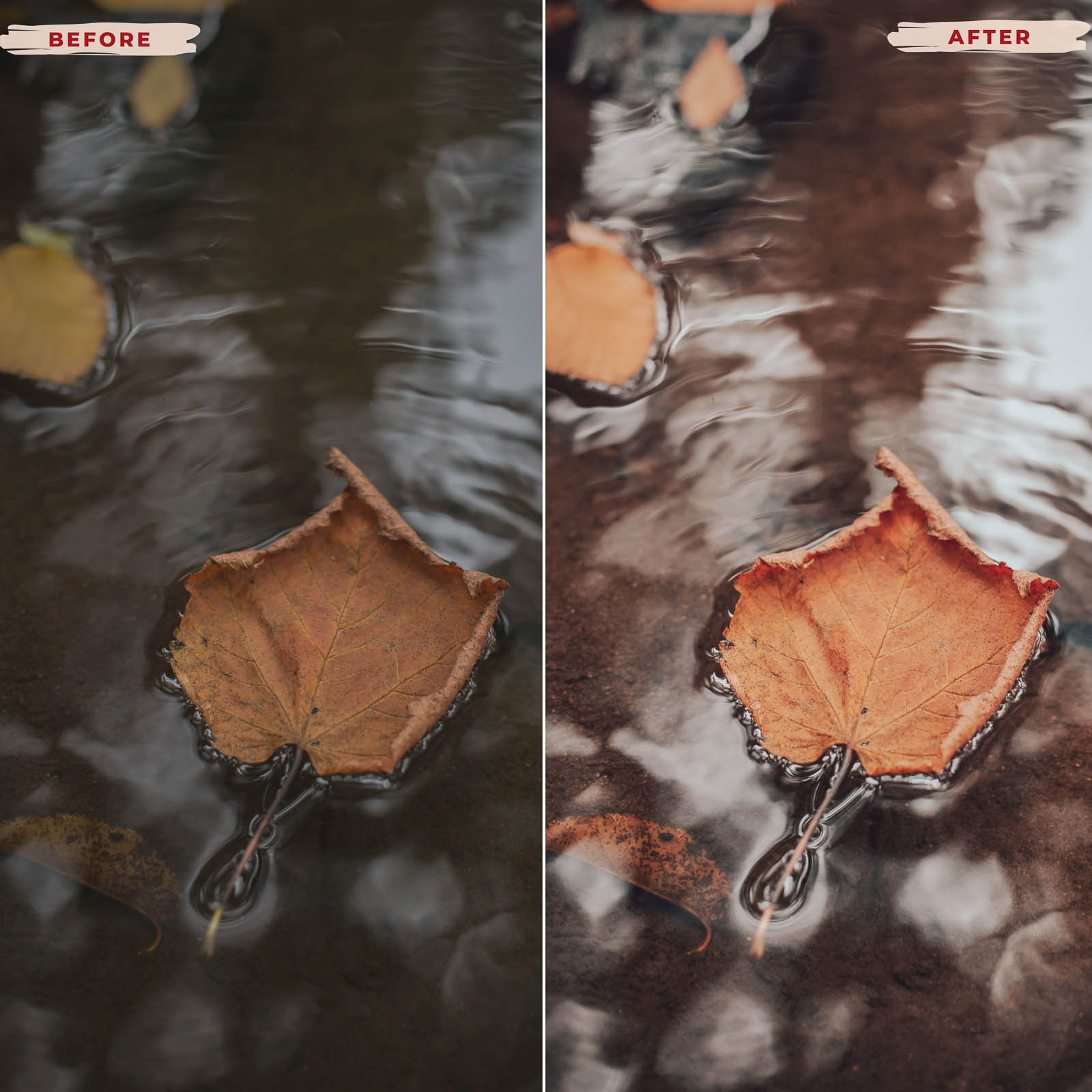 Ai-Optimized AUTUMN LEAVES LIGHTROOM PRESETS