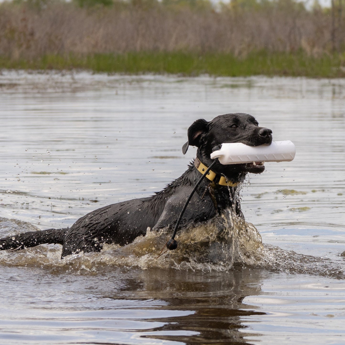 Dog Bumpers