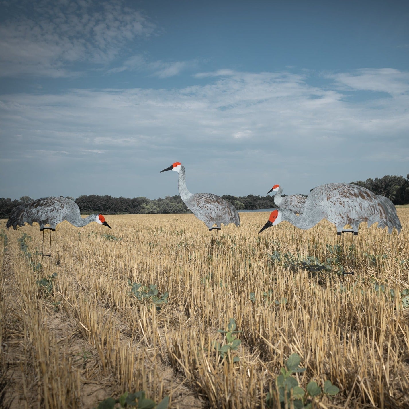 C2 Sandhill Crane Silhouettes