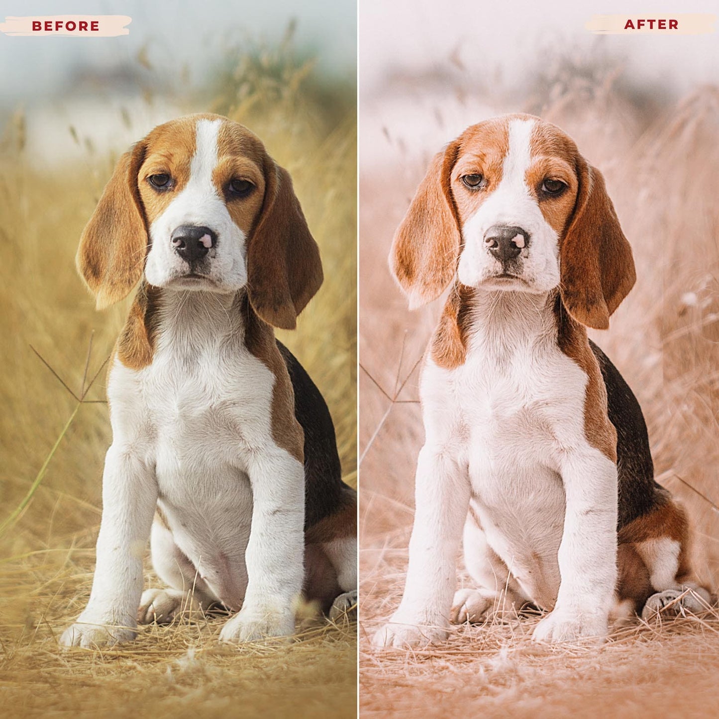 Ai-Optimized BEAGLE LIGHTROOM PRESETS