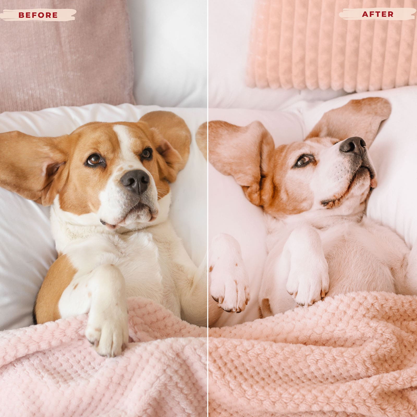 Ai-Optimized BEAGLE LIGHTROOM PRESETS