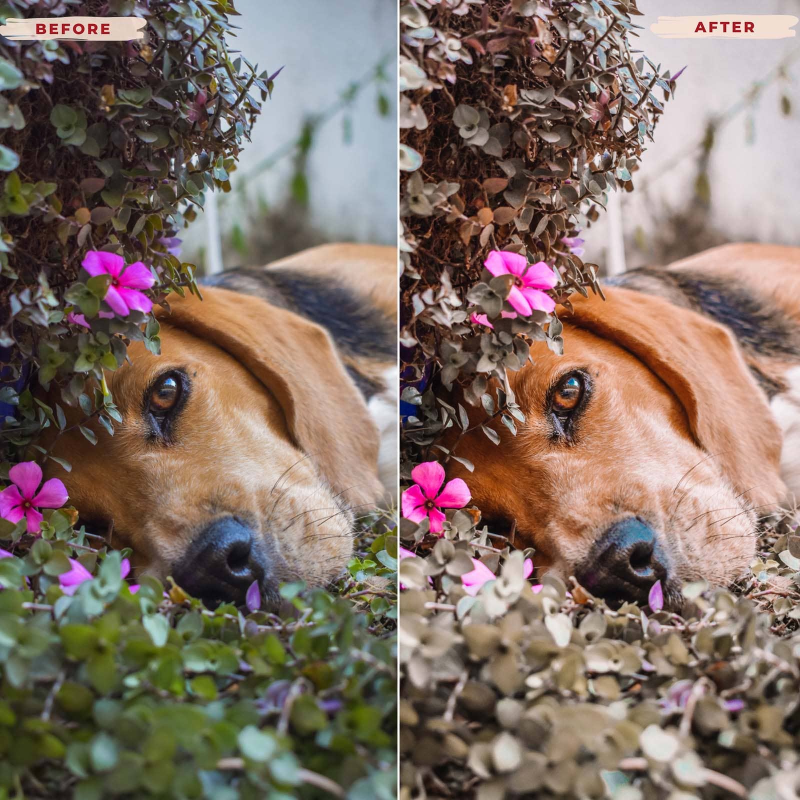 Ai-Optimized BEAGLE LIGHTROOM PRESETS