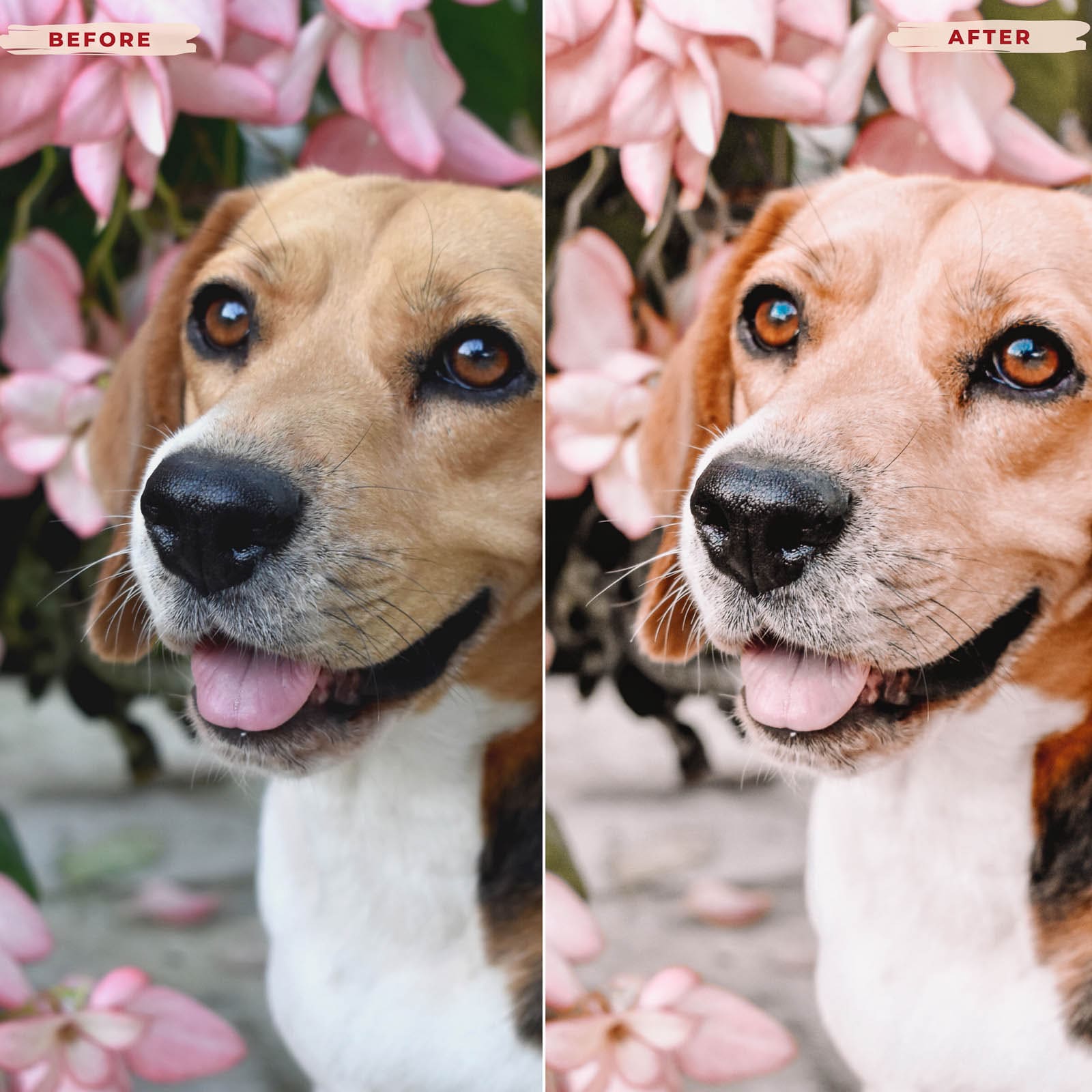 Ai-Optimized BEAGLE LIGHTROOM PRESETS