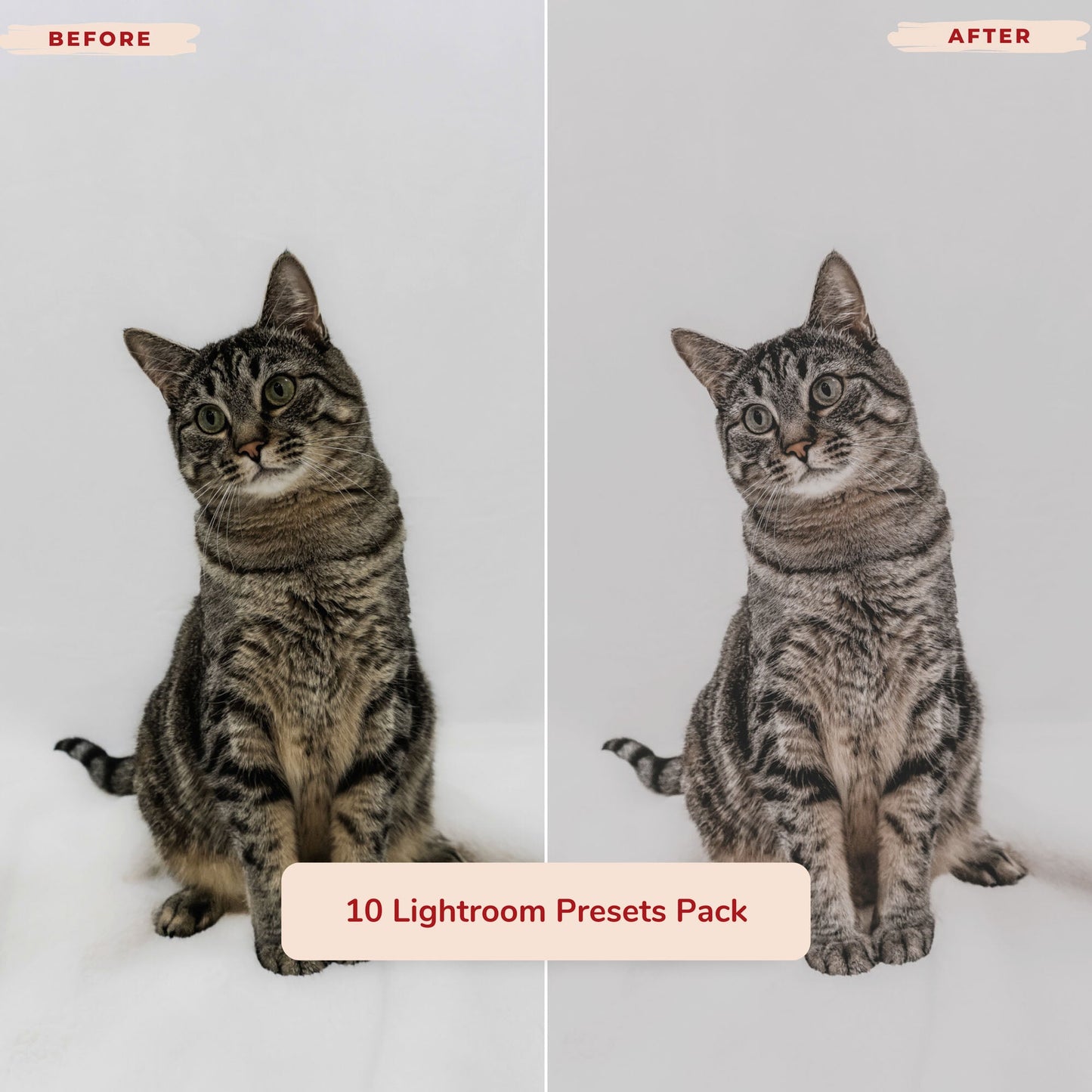 Ai-Optimized CAT LOVERS LIGHTROOM PRESETS