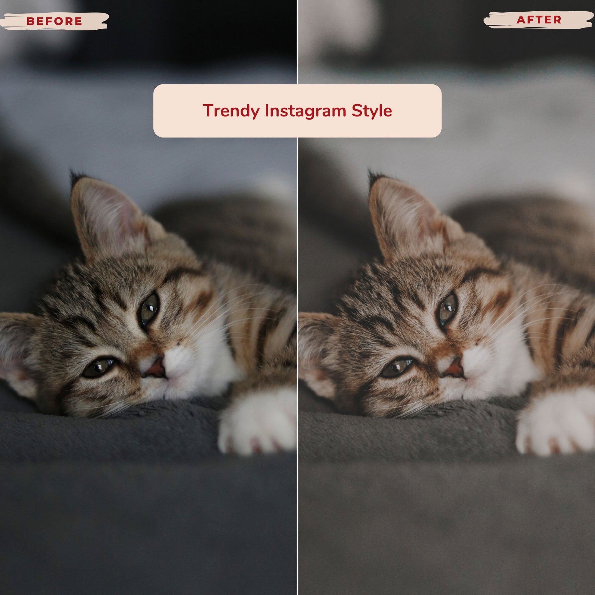 Ai-Optimized CAT LOVERS LIGHTROOM PRESETS