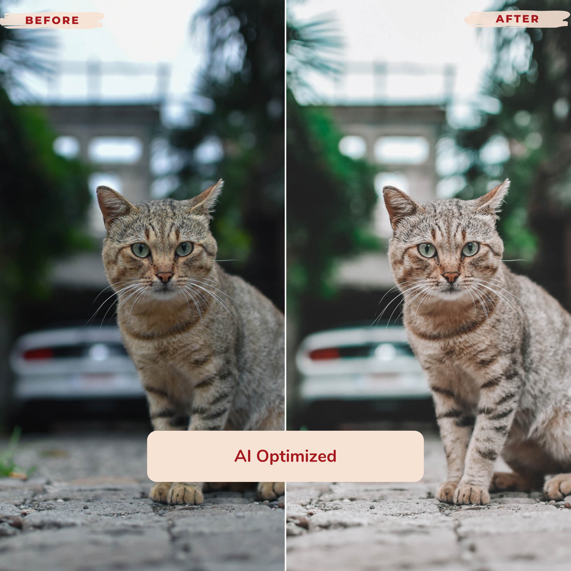 Ai-Optimized CAT LOVERS LIGHTROOM PRESETS