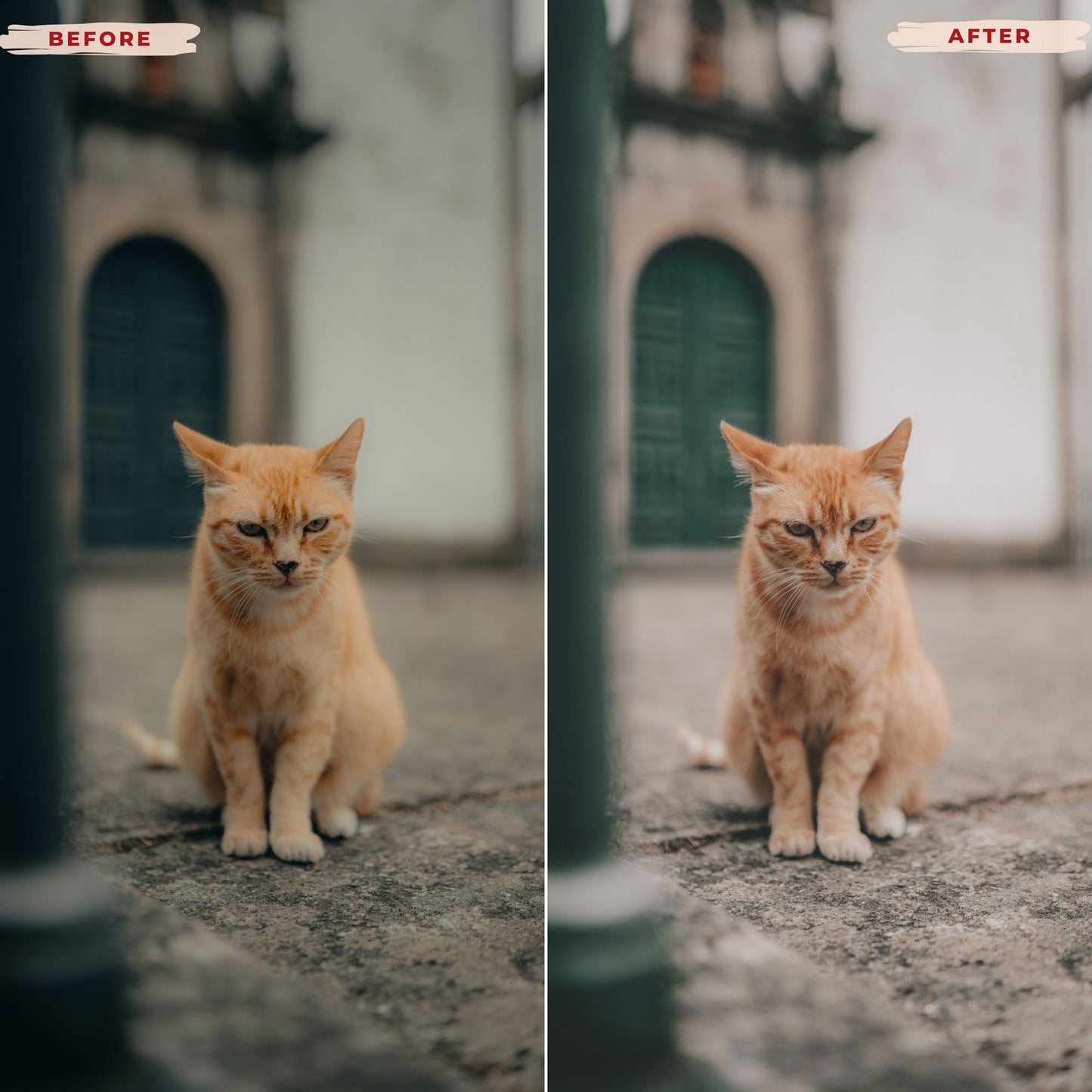 Ai-Optimized CAT LOVERS LIGHTROOM PRESETS