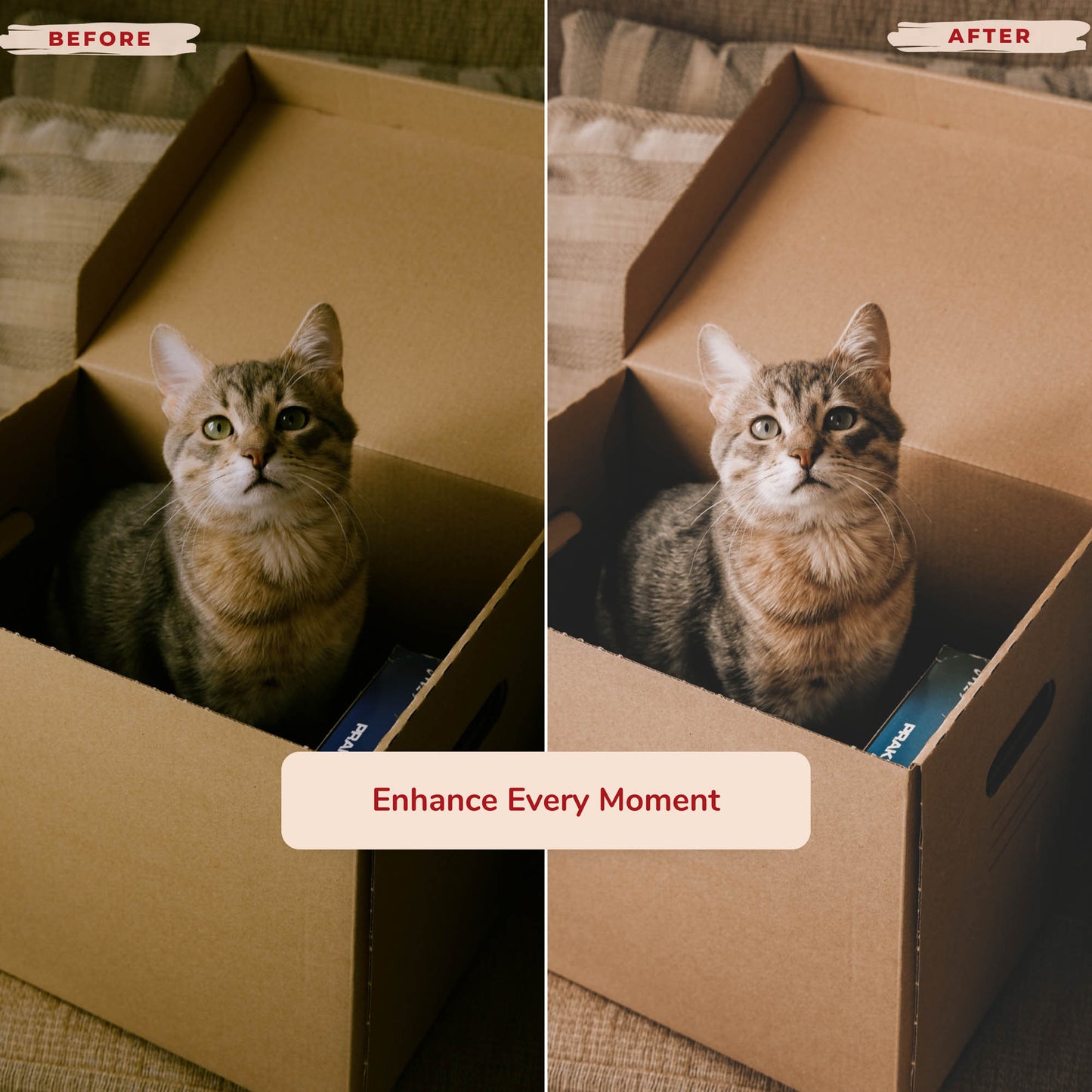 Ai-Optimized CAT LOVERS LIGHTROOM PRESETS