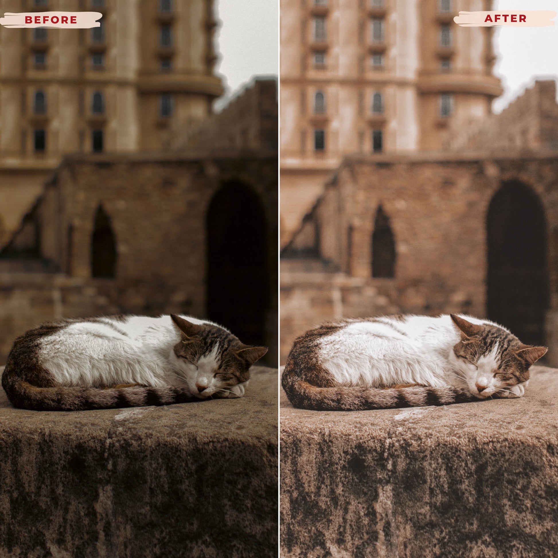 Ai-Optimized CAT LOVERS LIGHTROOM PRESETS