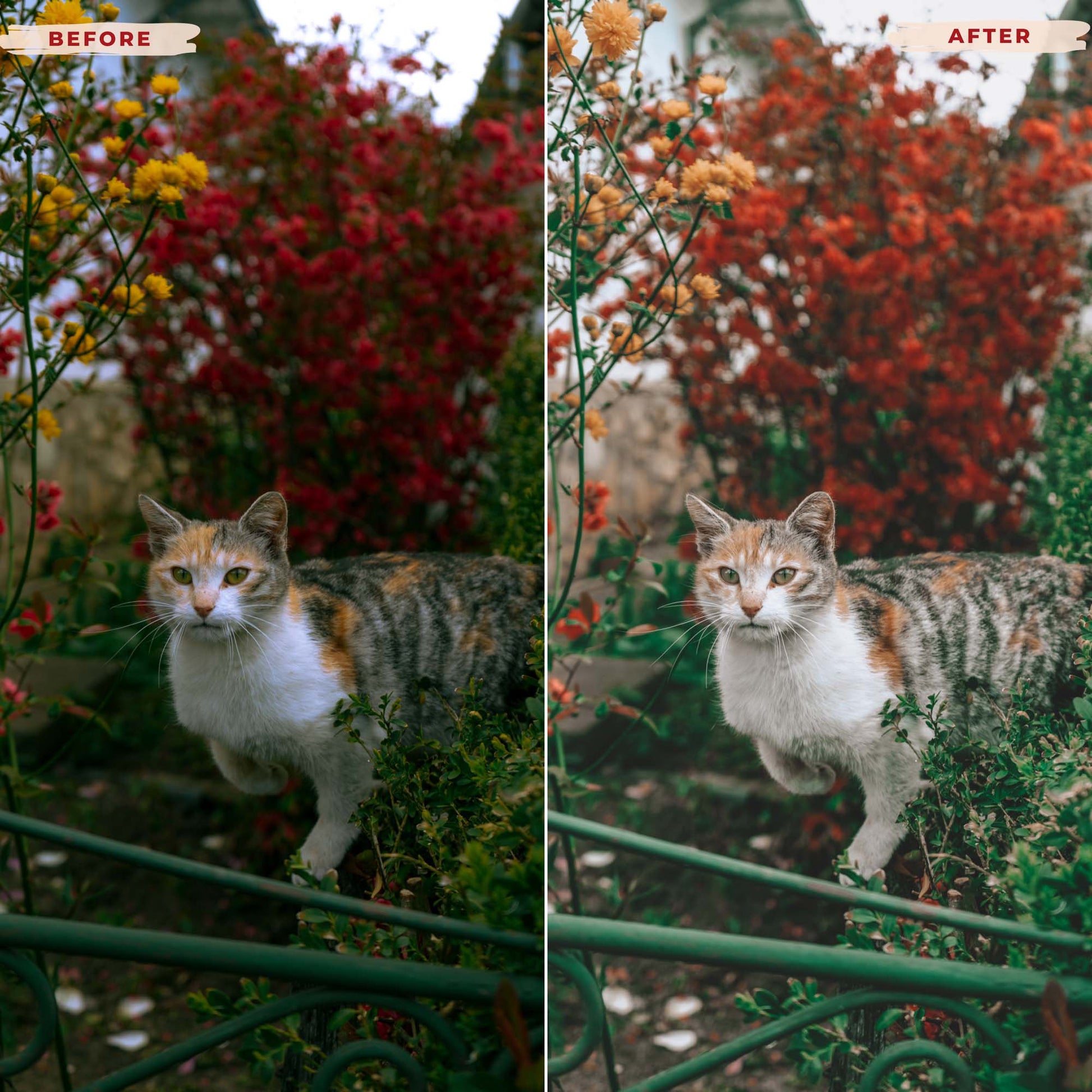 Ai-Optimized CAT LOVERS LIGHTROOM PRESETS