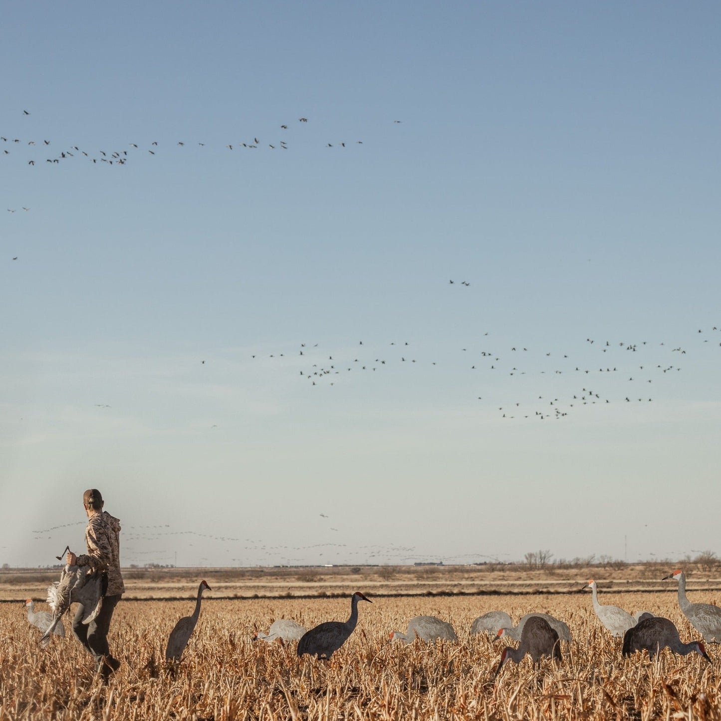 C2 Sandhill Crane Silhouettes