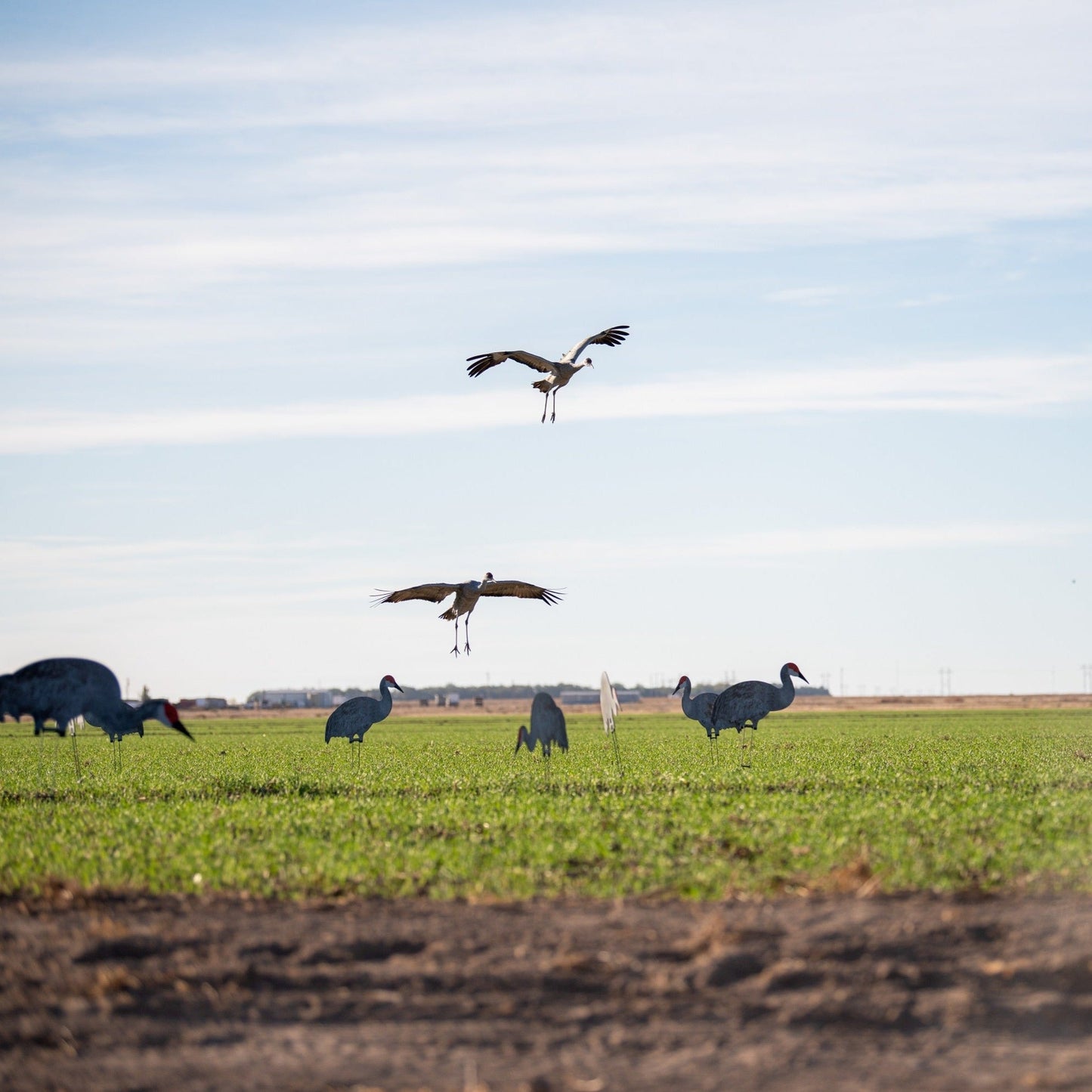 C2 Sandhill Crane Silhouettes