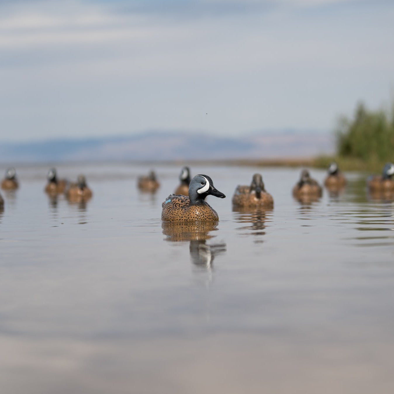 F1 Blue-winged Teal Floaters