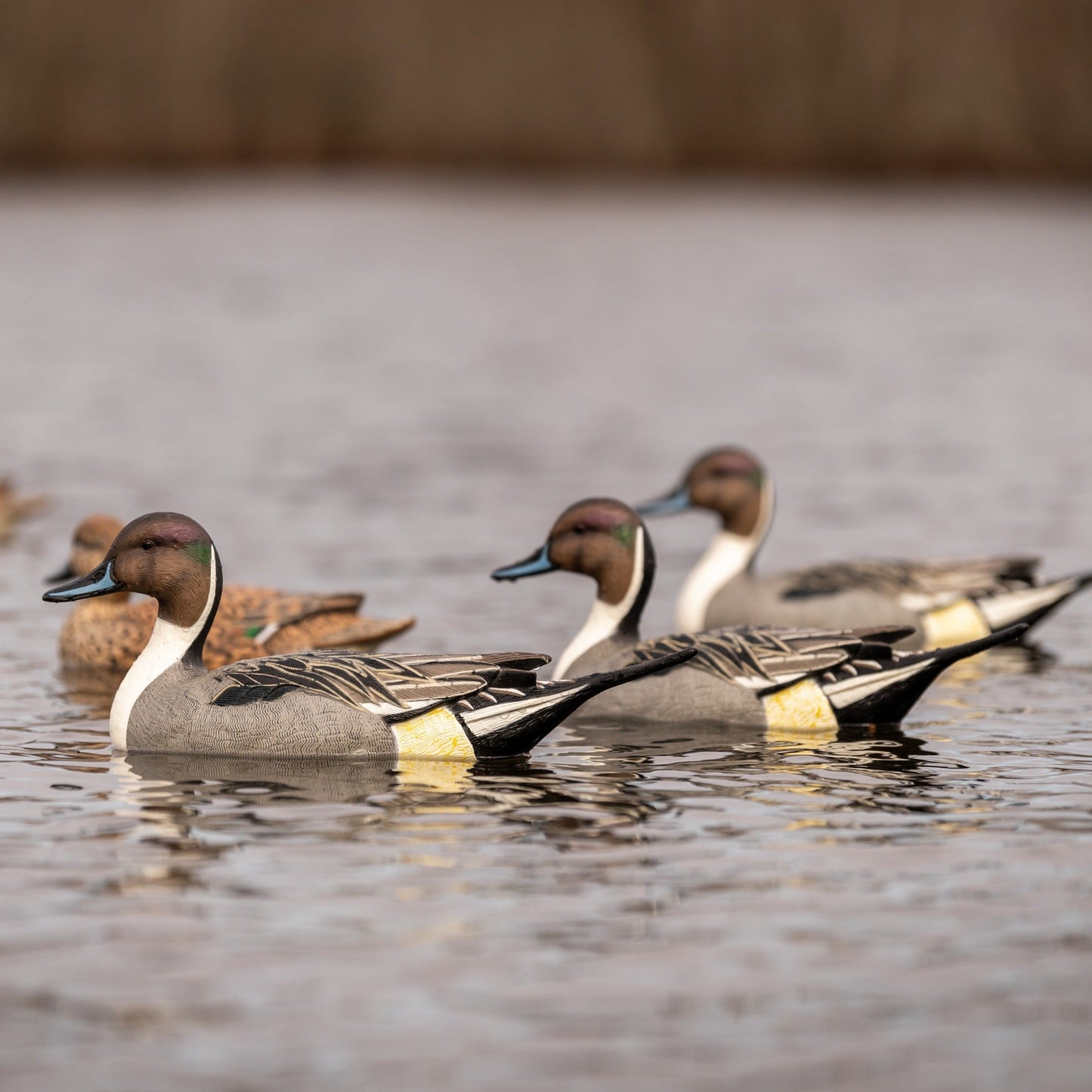 F1 Pintail Floaters