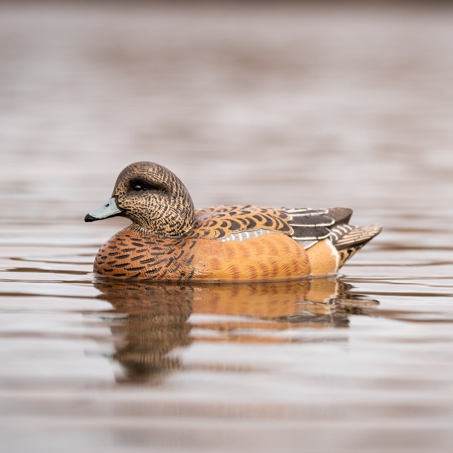 F1 Wigeon Floaters