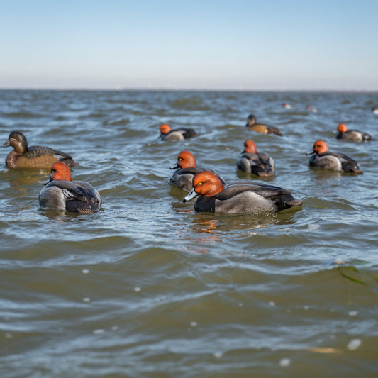 F1 Redhead Floaters