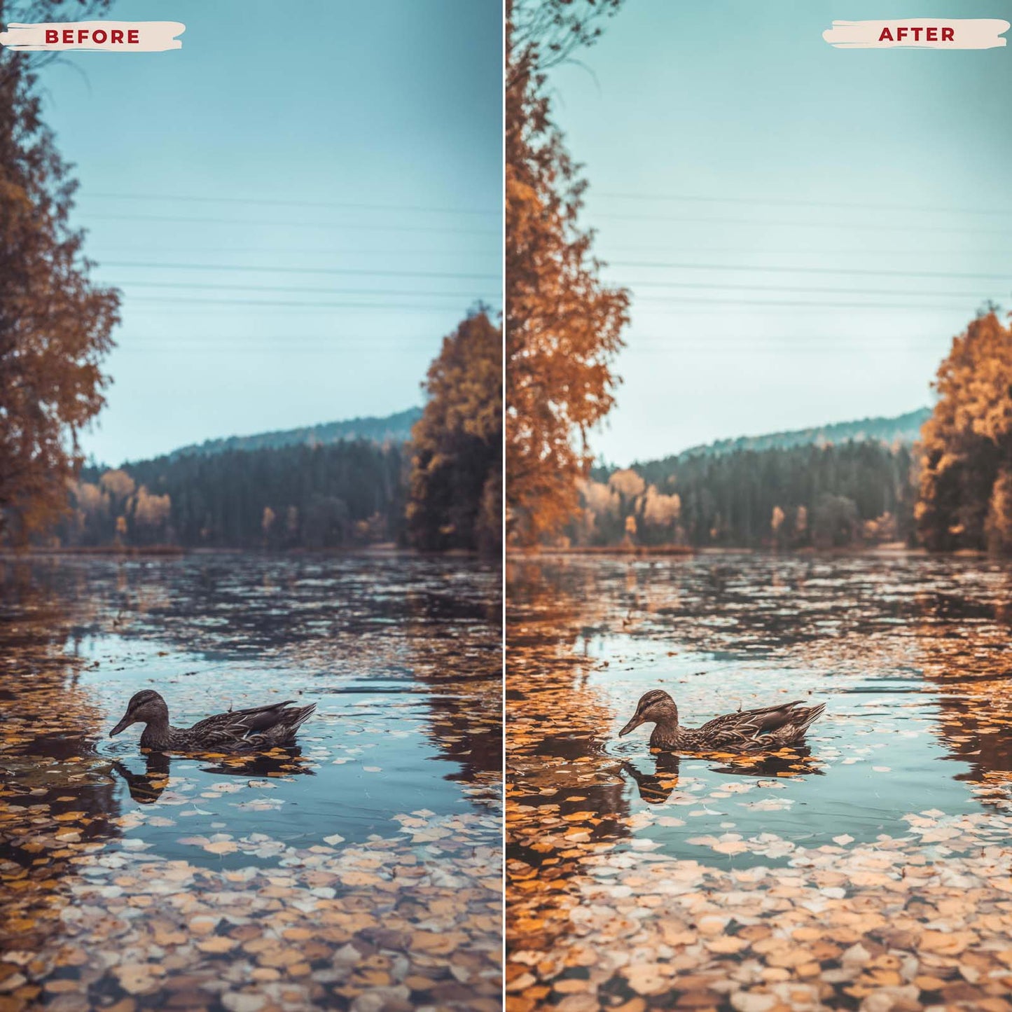 Ai-Optimized FALL VIBES LIGHTROOM PRESETS