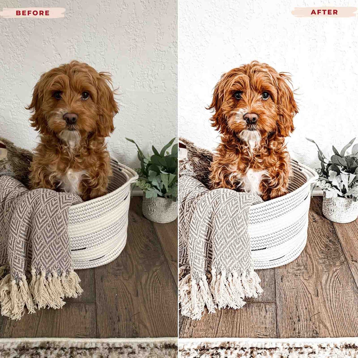 Ai-Optimized GOLDEN DOODLE LIGHTROOM PRESETS