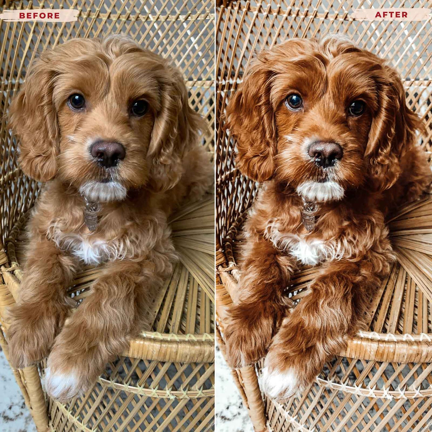 Ai-Optimized GOLDEN DOODLE LIGHTROOM PRESETS