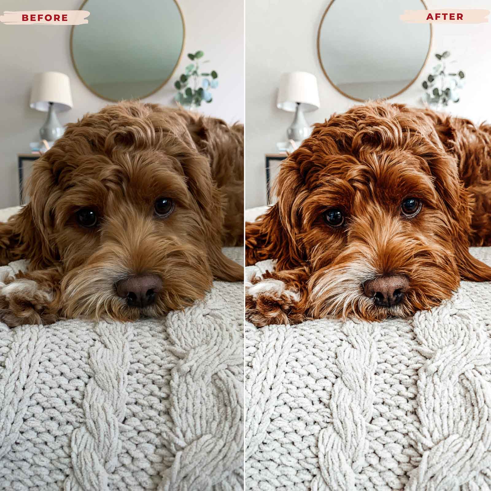 Ai-Optimized GOLDEN DOODLE LIGHTROOM PRESETS