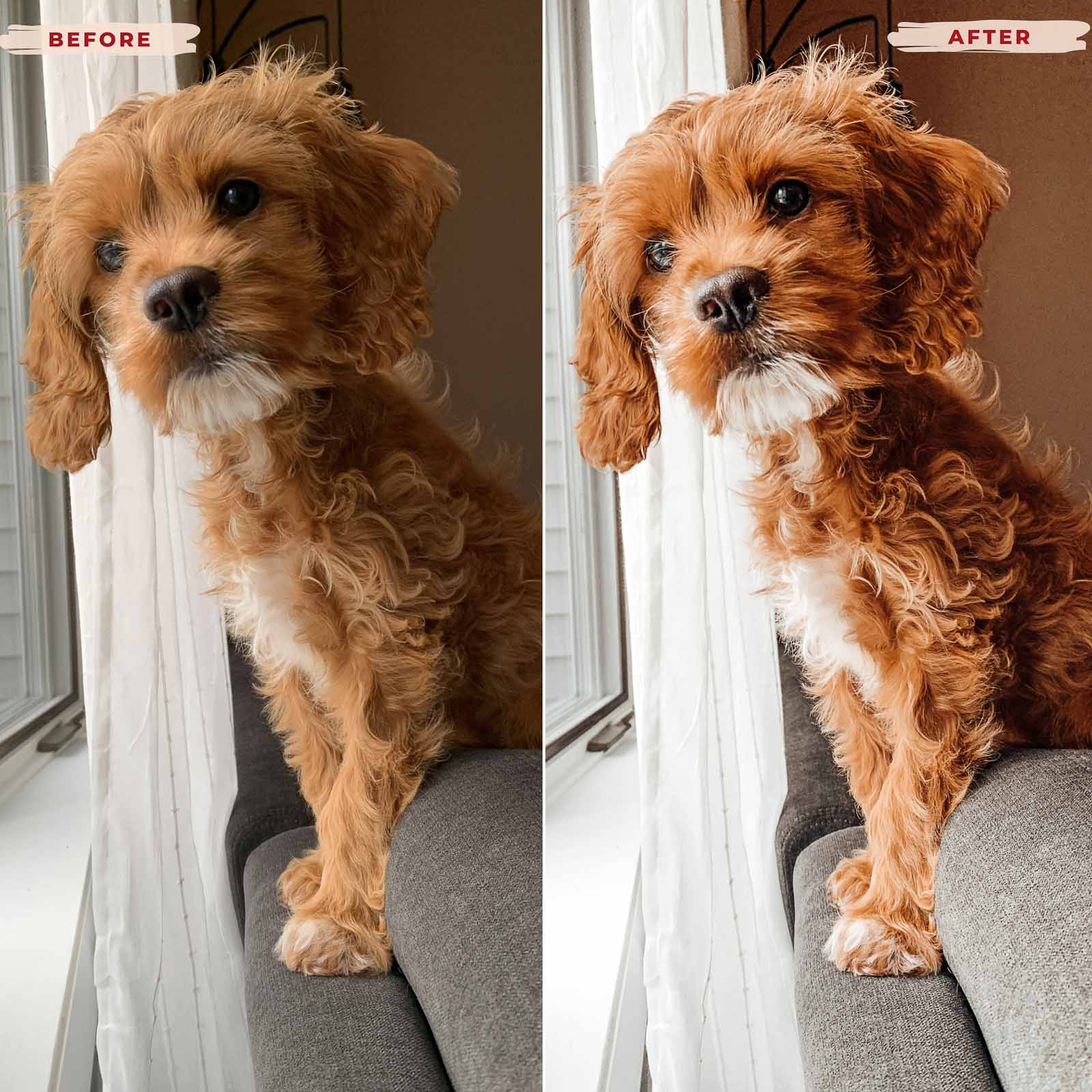 Ai-Optimized GOLDEN DOODLE LIGHTROOM PRESETS