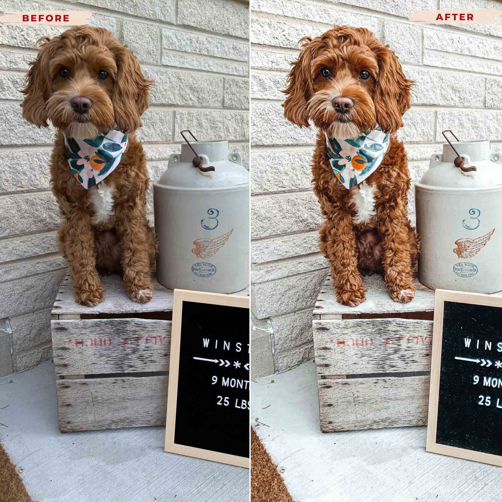 Ai-Optimized GOLDEN DOODLE LIGHTROOM PRESETS