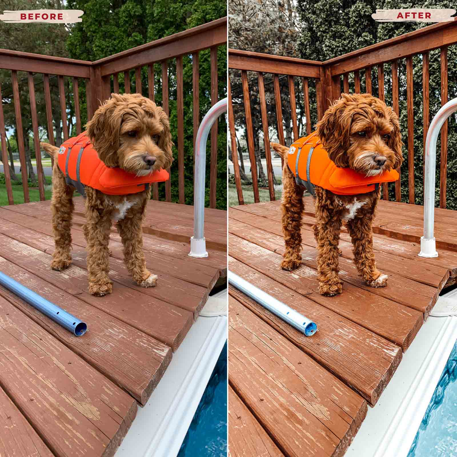 Ai-Optimized GOLDEN DOODLE LIGHTROOM PRESETS