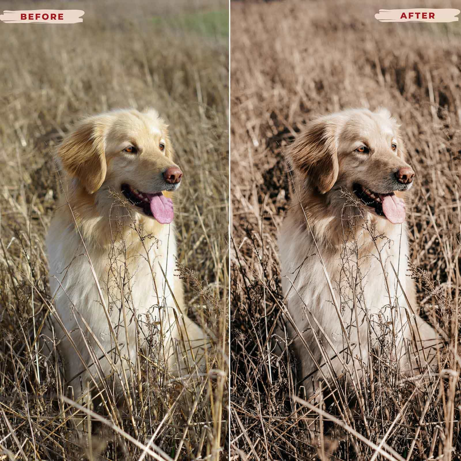 Ai-Optimized GOLDEN RETRIEVER LIGHTROOM PRESETS