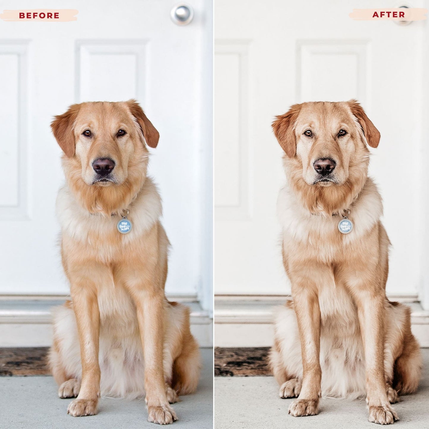 Ai-Optimized GOLDEN RETRIEVER LIGHTROOM PRESETS