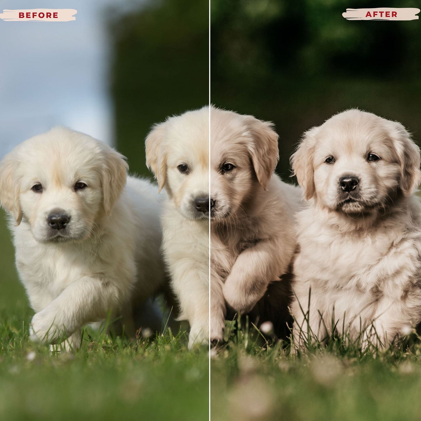 Ai-Optimized GOLDEN RETRIEVER LIGHTROOM PRESETS