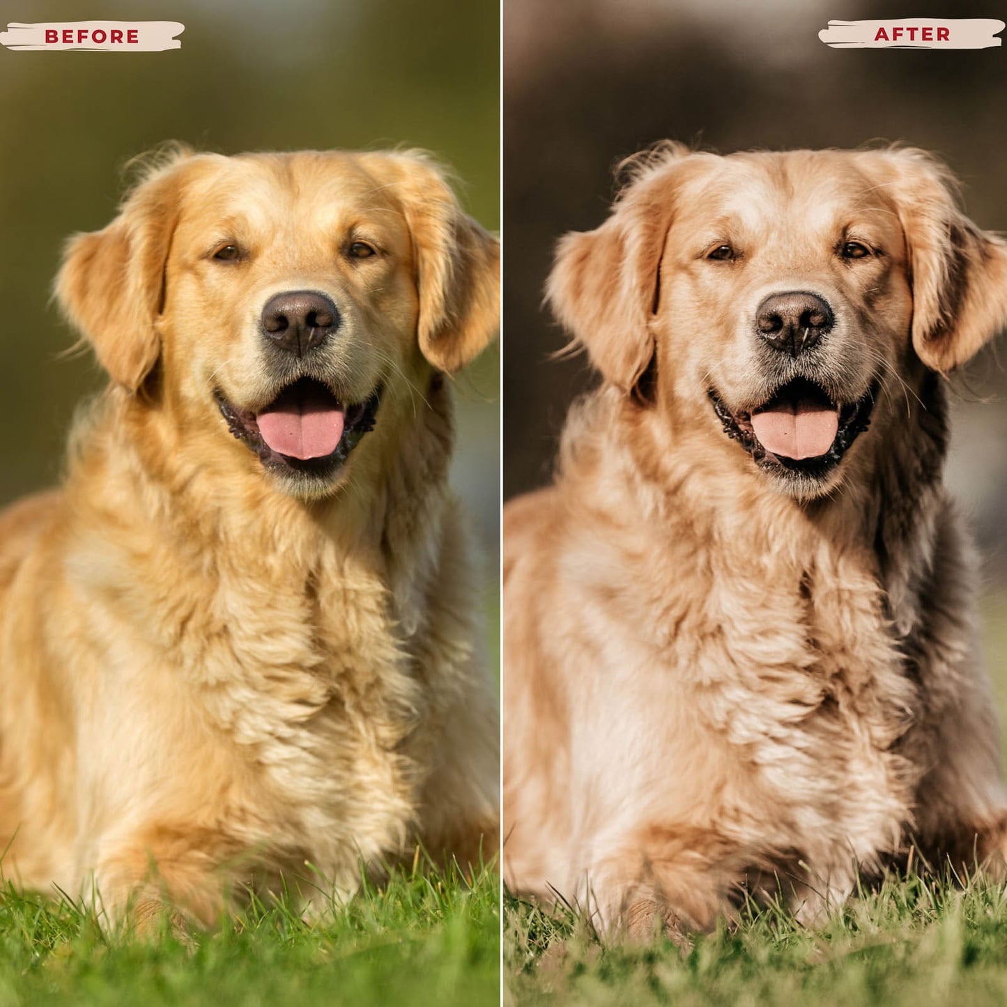 Ai-Optimized GOLDEN RETRIEVER LIGHTROOM PRESETS