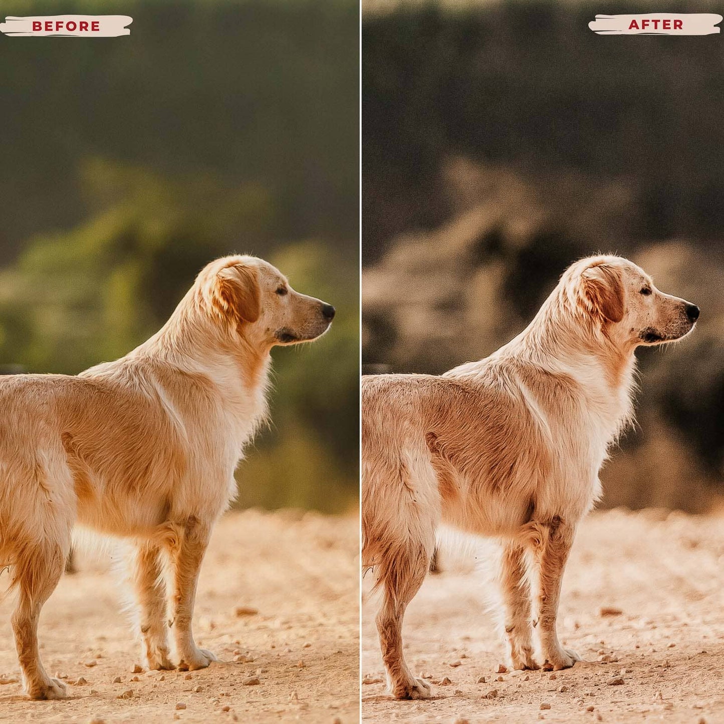 Ai-Optimized GOLDEN RETRIEVER LIGHTROOM PRESETS