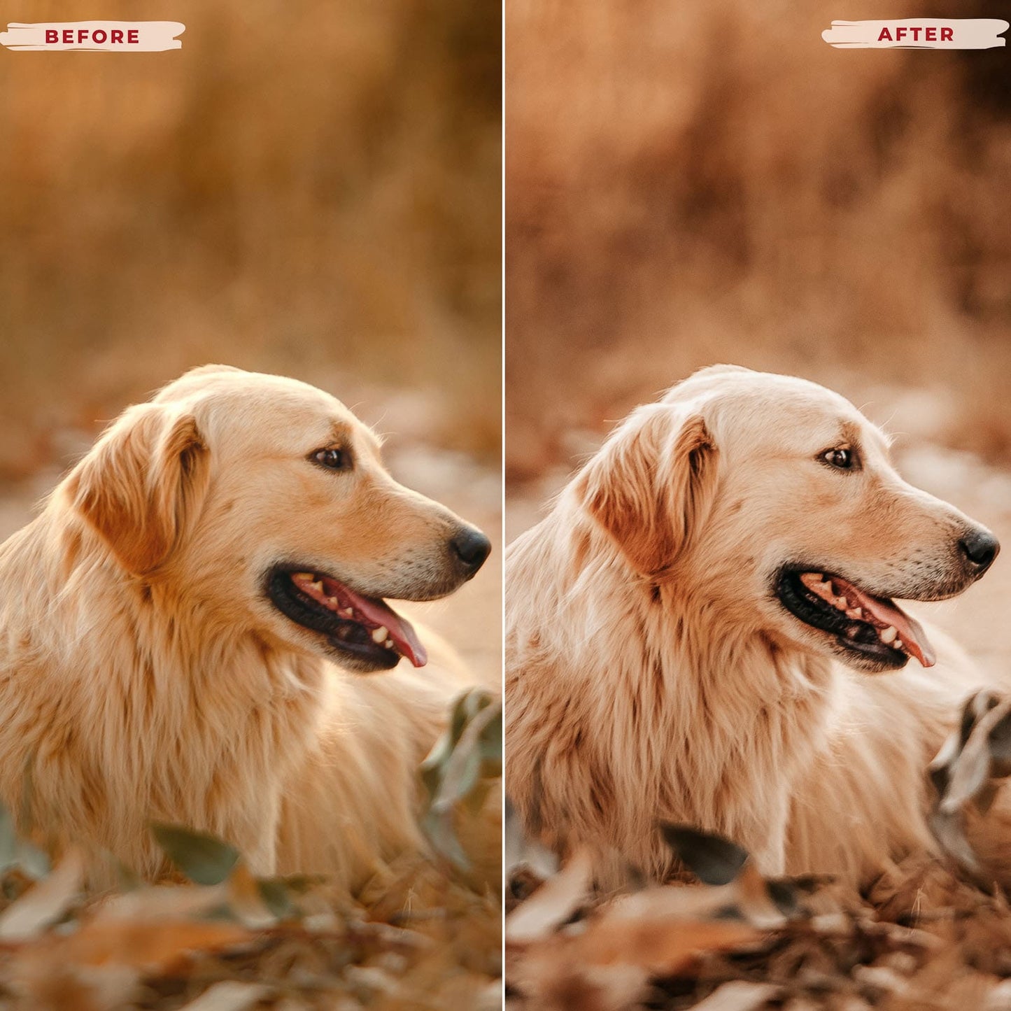 Ai-Optimized GOLDEN RETRIEVER LIGHTROOM PRESETS