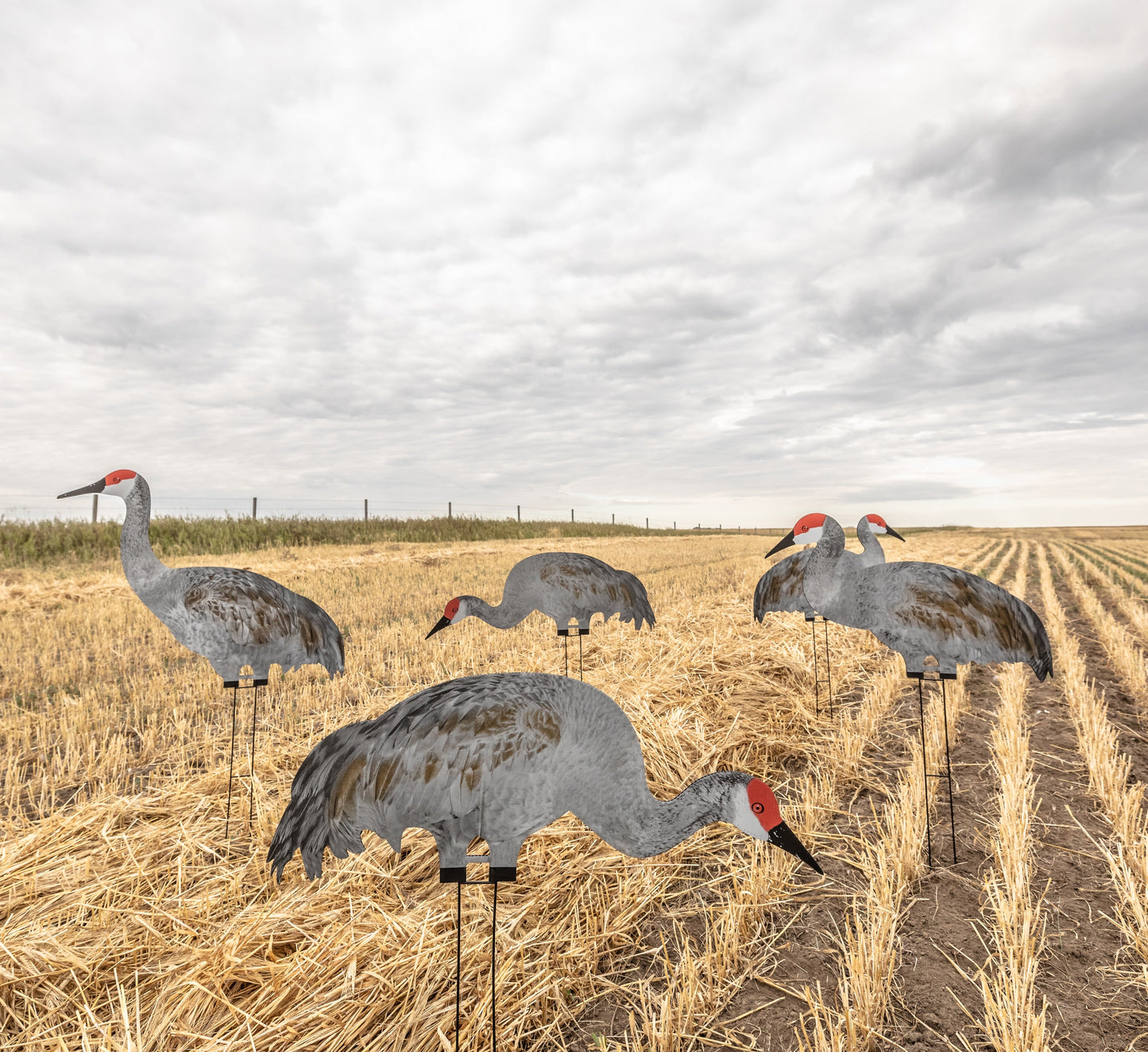 C2 Sandhill Crane Silhouettes