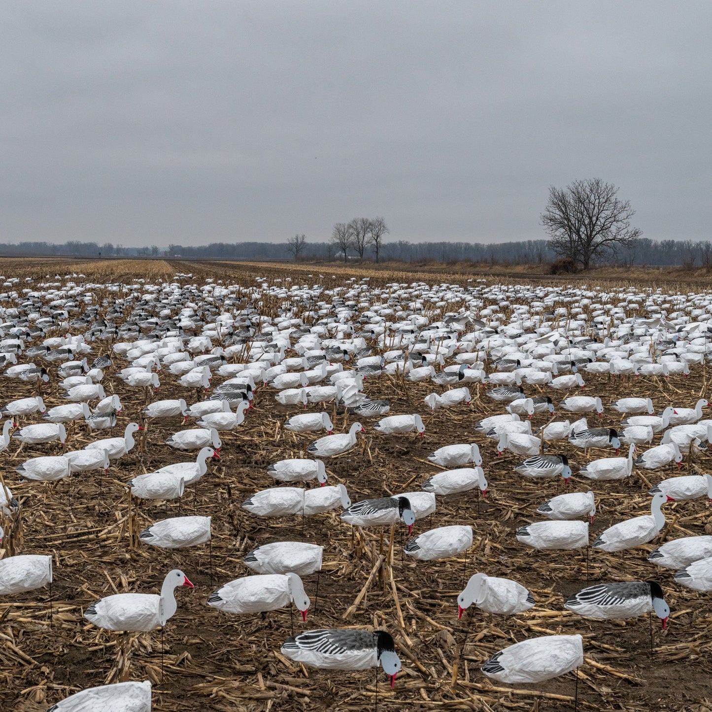 S3i Snow Goose Socks