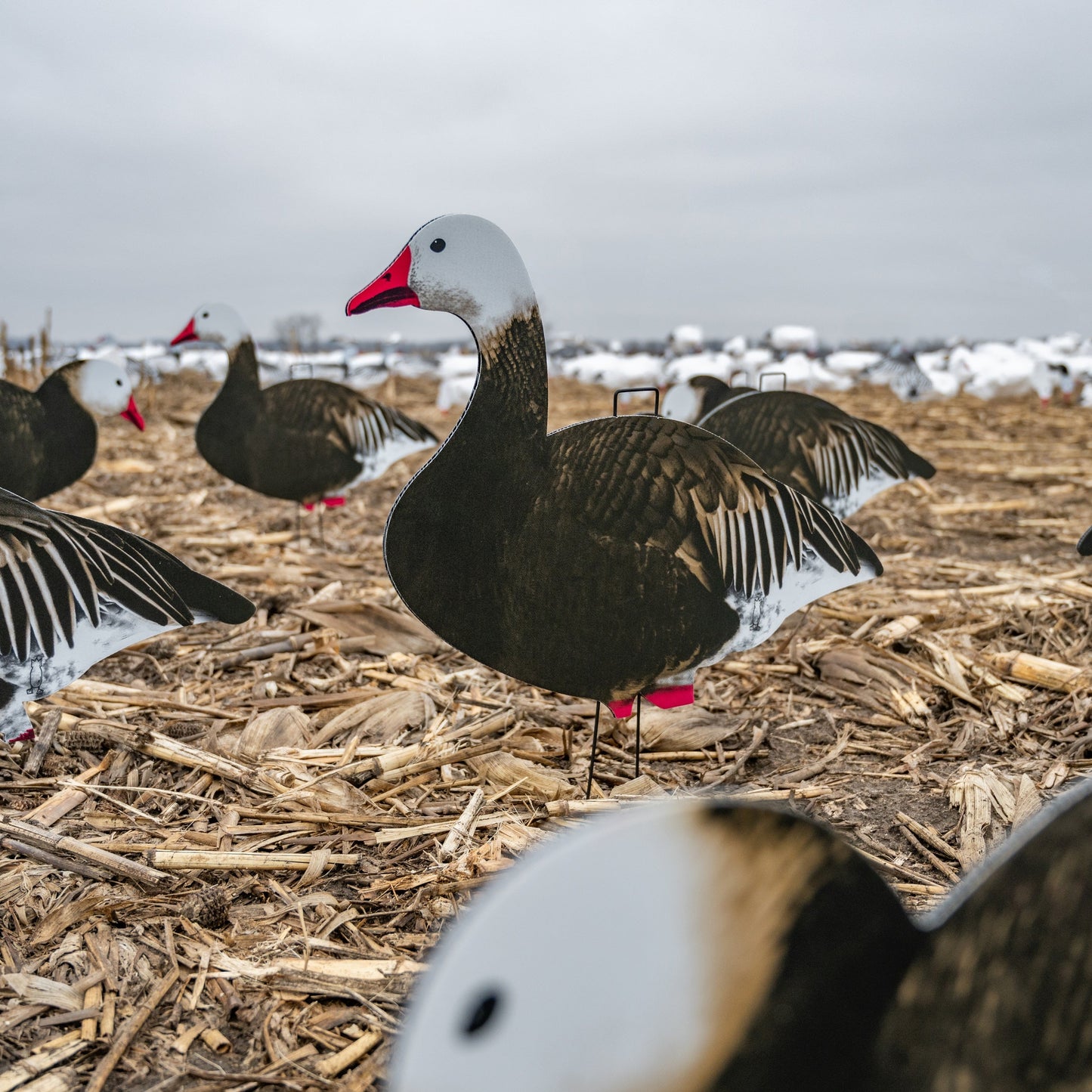 V2FF (Fully Flocked) Blue Goose Silhouettes