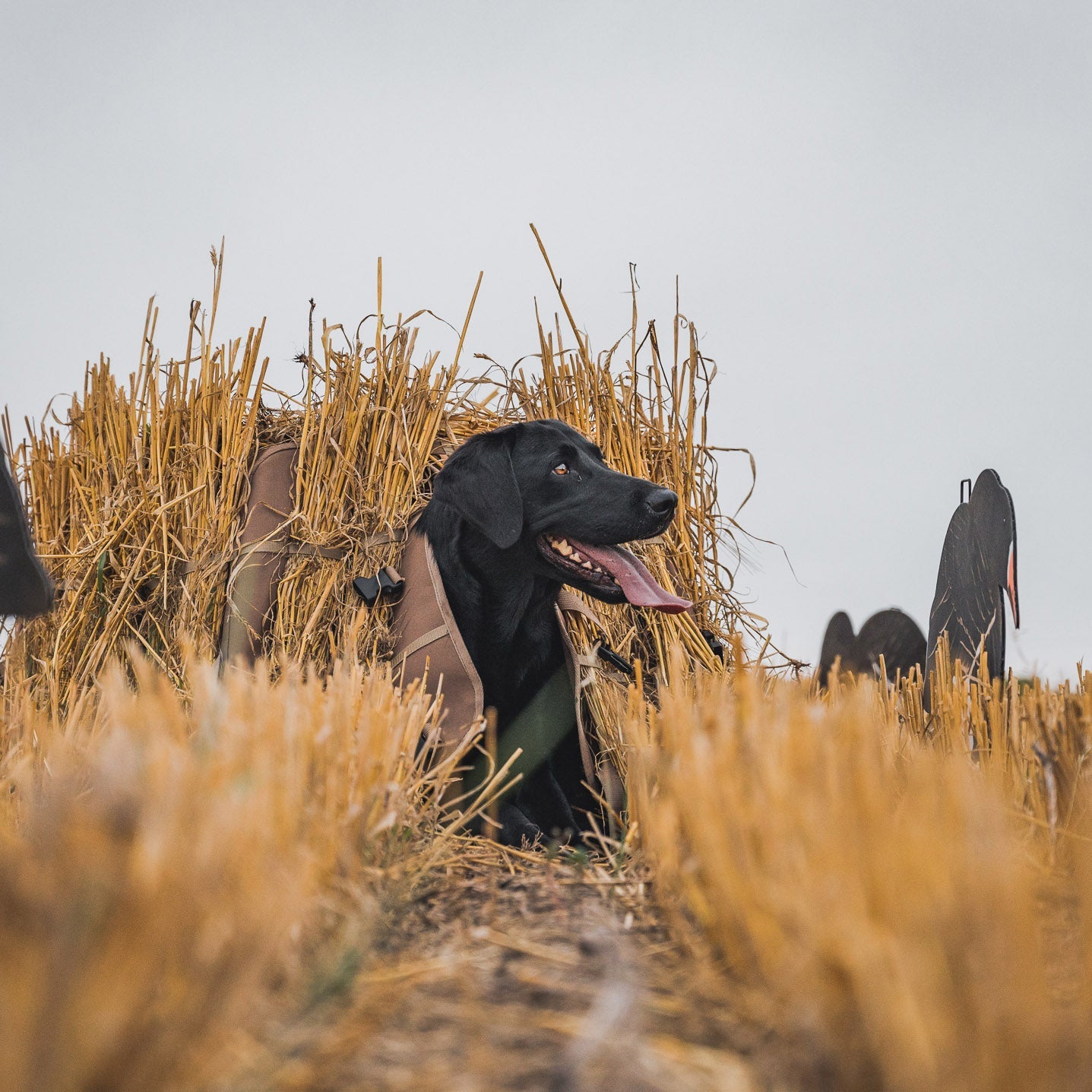 Field Dog Blind