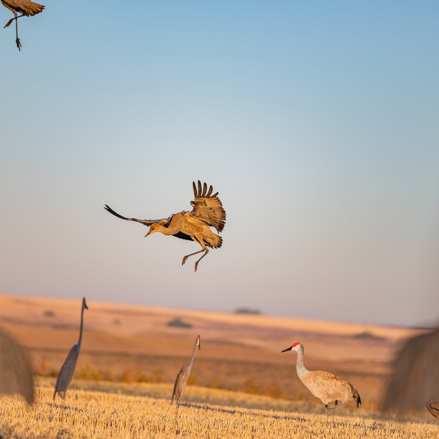 C2 Sandhill Crane Silhouettes