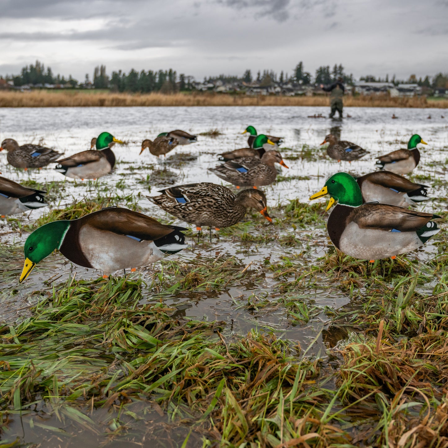 M1FF (Fully Flocked) Mallard Silhouettes