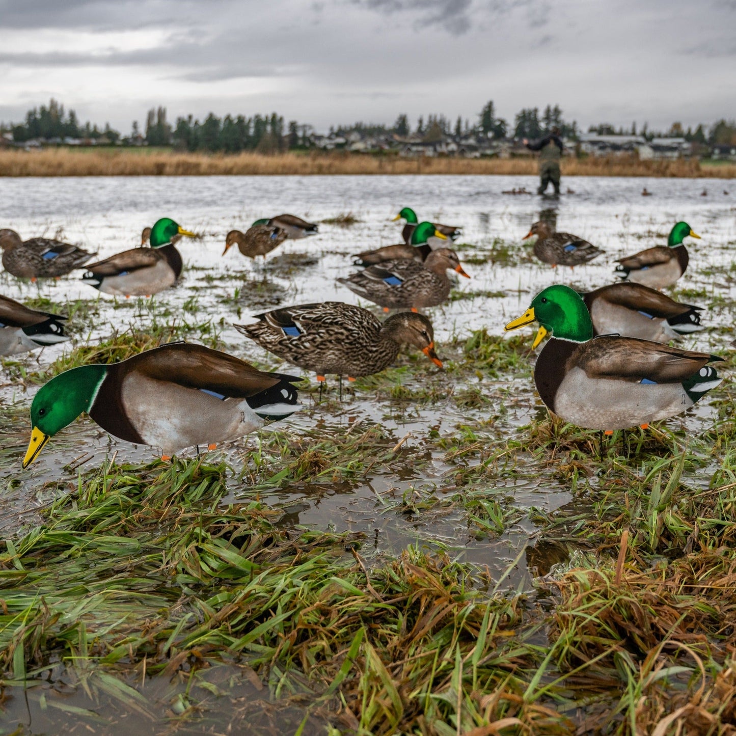 M1FF (Fully Flocked) Mallard Silhouettes